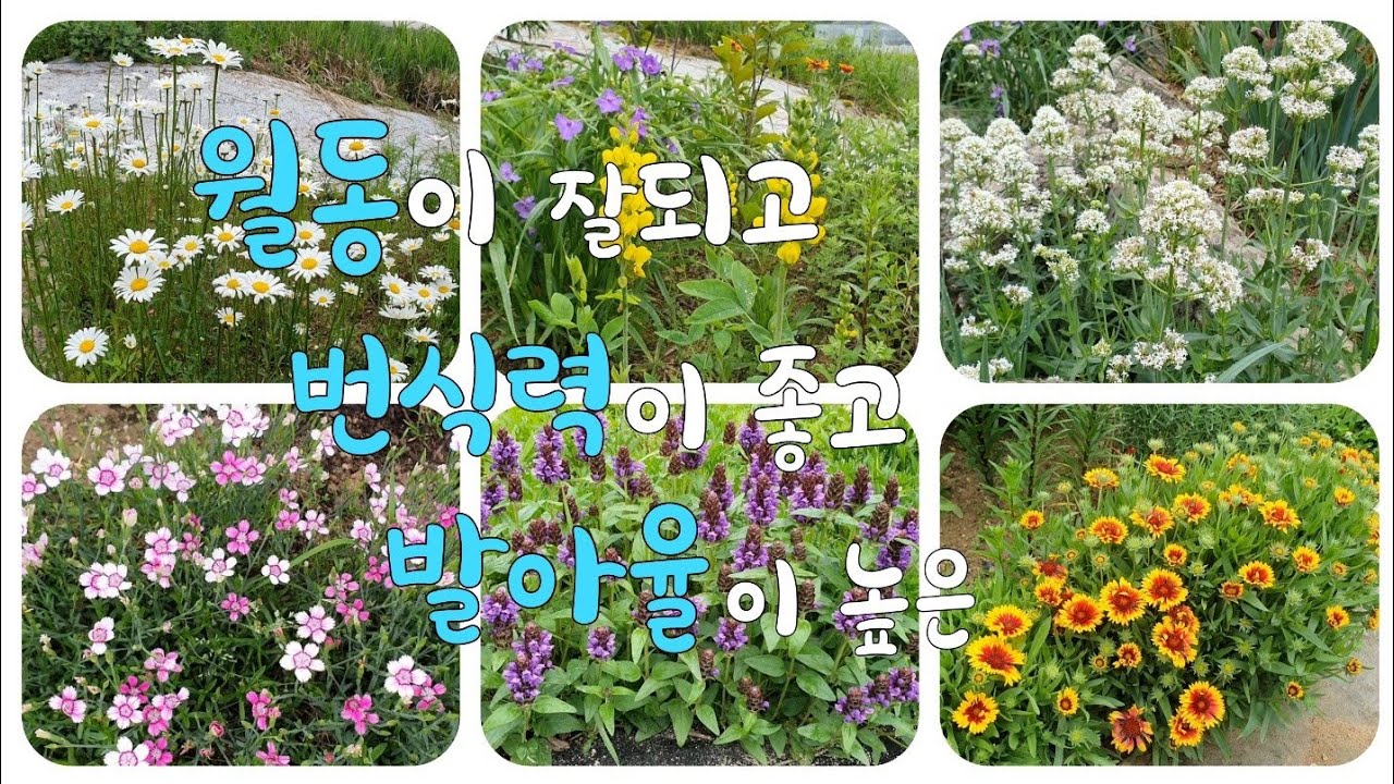 예쁜꽃 피는 정원 힘 덜들이고 가꾸려면?