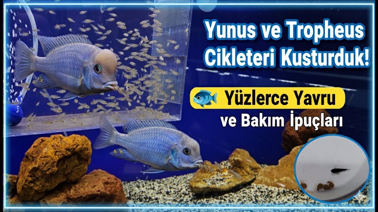 Yunus ve Tropheus Cikletleri Kusturduk! 🐟 Yüzlerce Yavru ve Bakım İpuçları