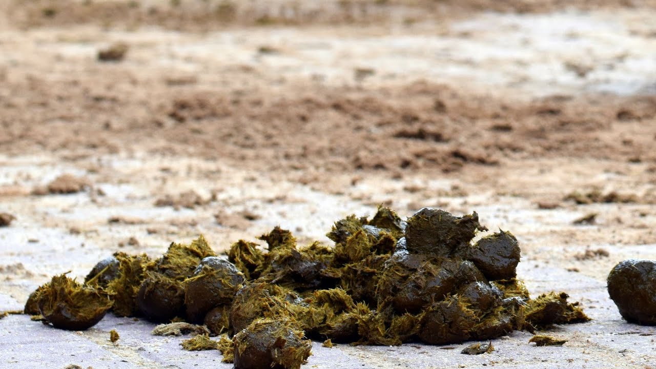 Understanding Equine Diarrhea