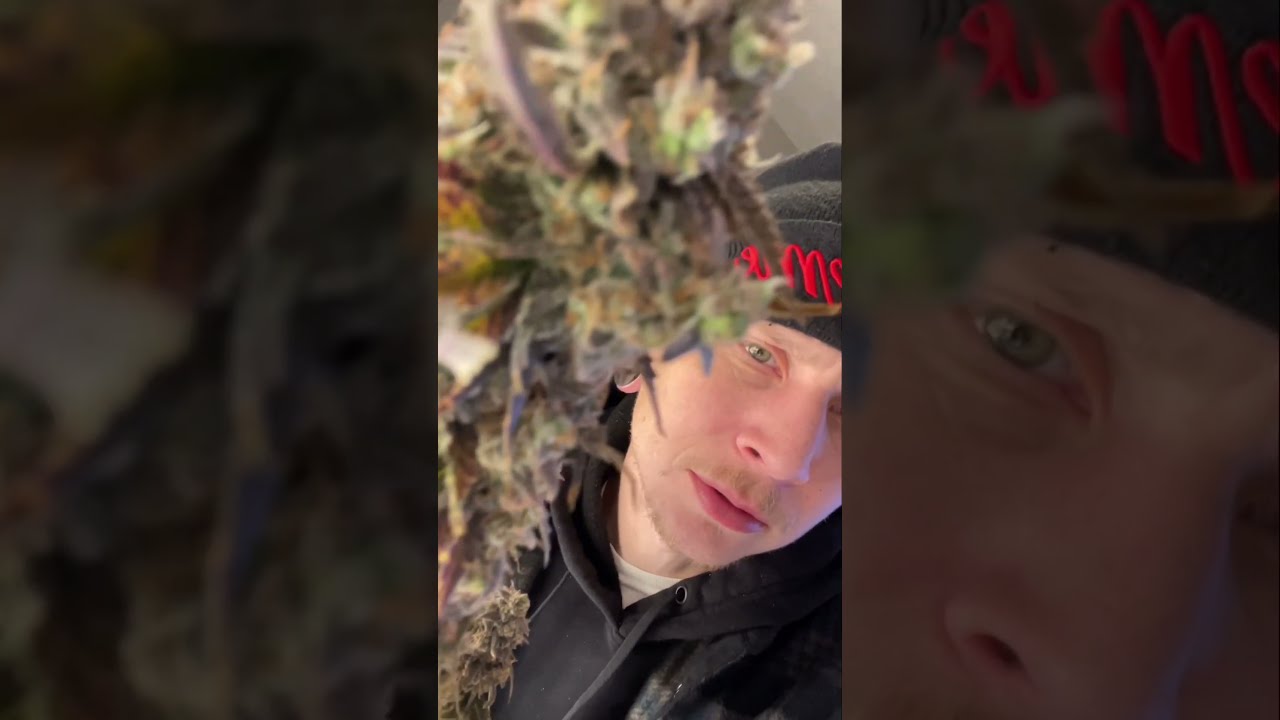 3 bears OG harvest, first indoor grow #grow #cannabisgrowers #indoorplants #harvest