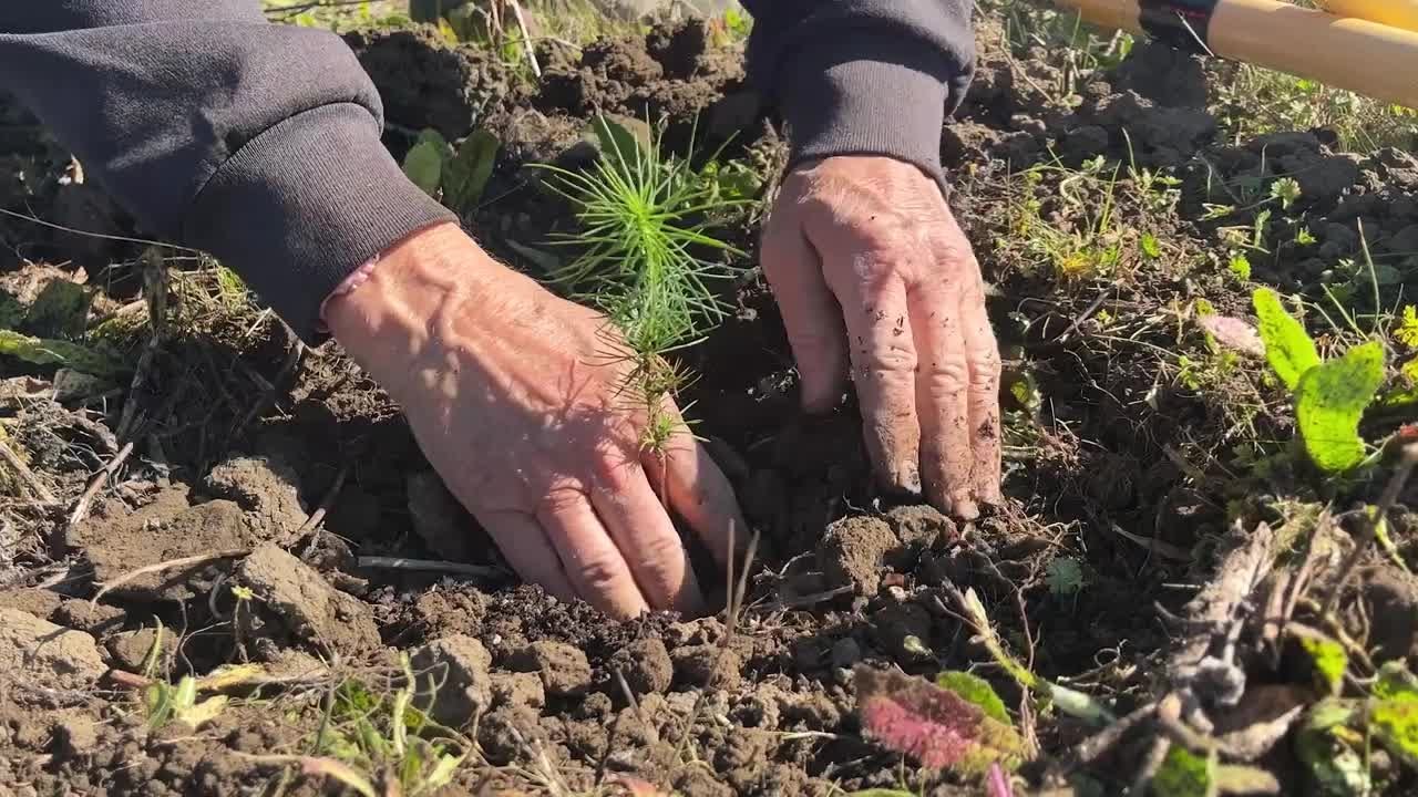 One day, 1,000 trees: Preserving a rare California pine