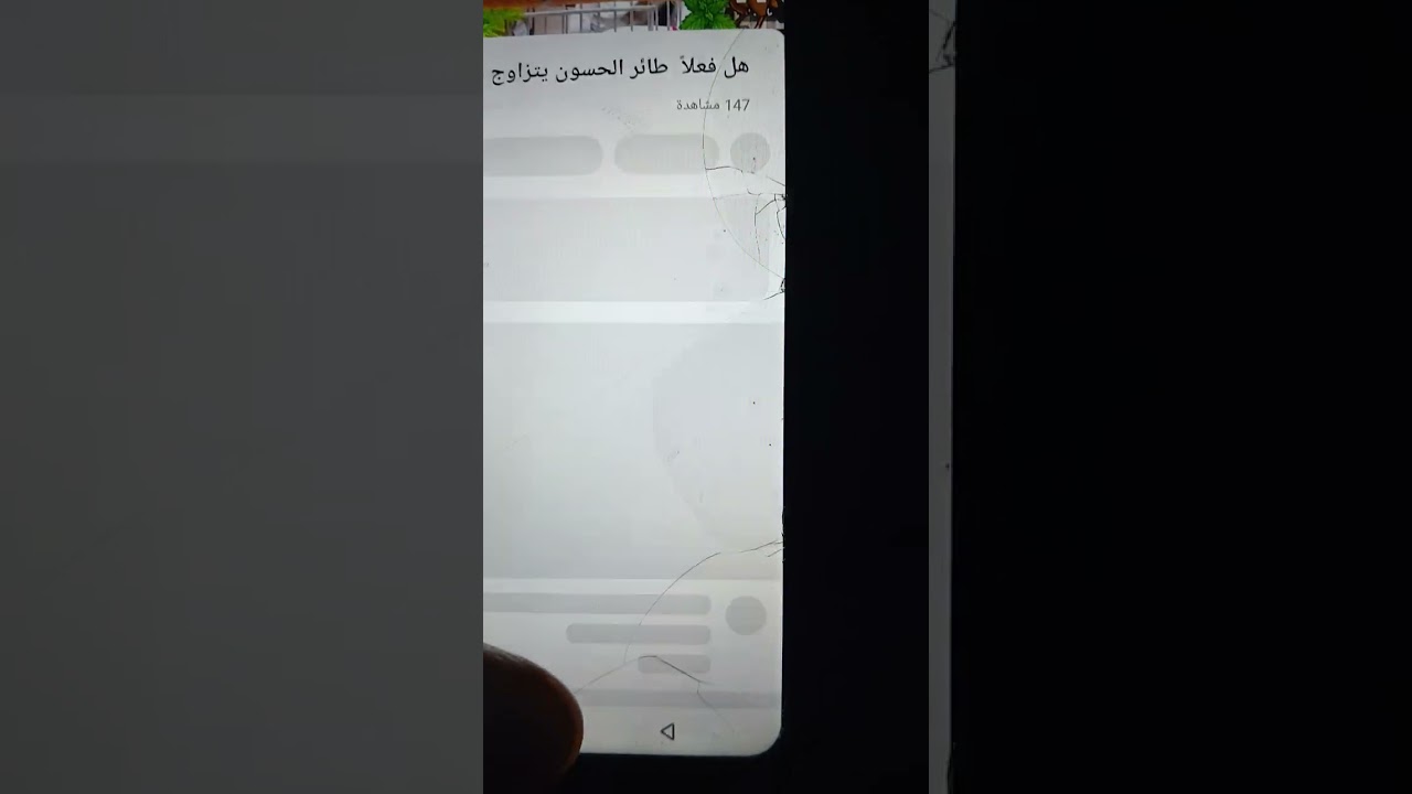 شاهد أكبر دليل عل بقاء الحسون الأروبي المهاجر في دول شمال إفريقيا للتعشيش ، وبعض الردود والتعليقات .