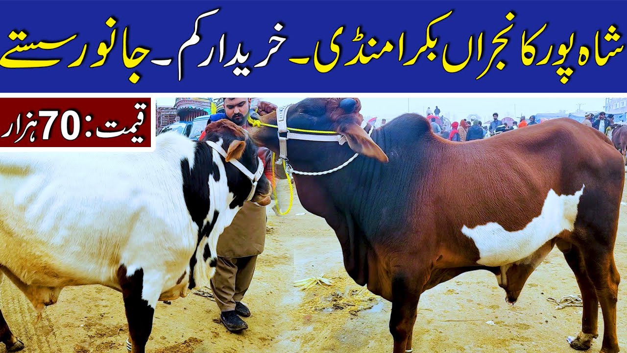 Bakar Mandi |#bakramandi |#mandi |#janwar |#rates |#cheap |#price |#shop |#market |#mutton |#butcher