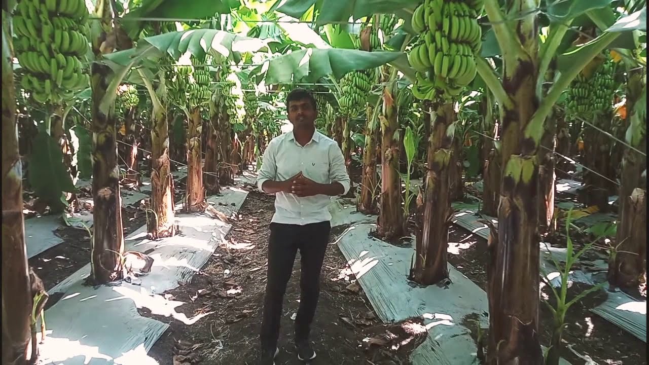 केळी झाडांची बांधणी /झाडांना आधार देणे