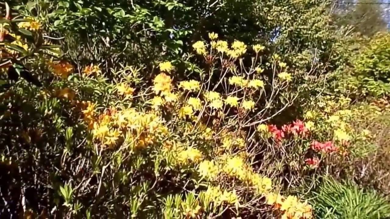 Ballinvillon Gardens Ballycommane Durrus West Cork Ireland