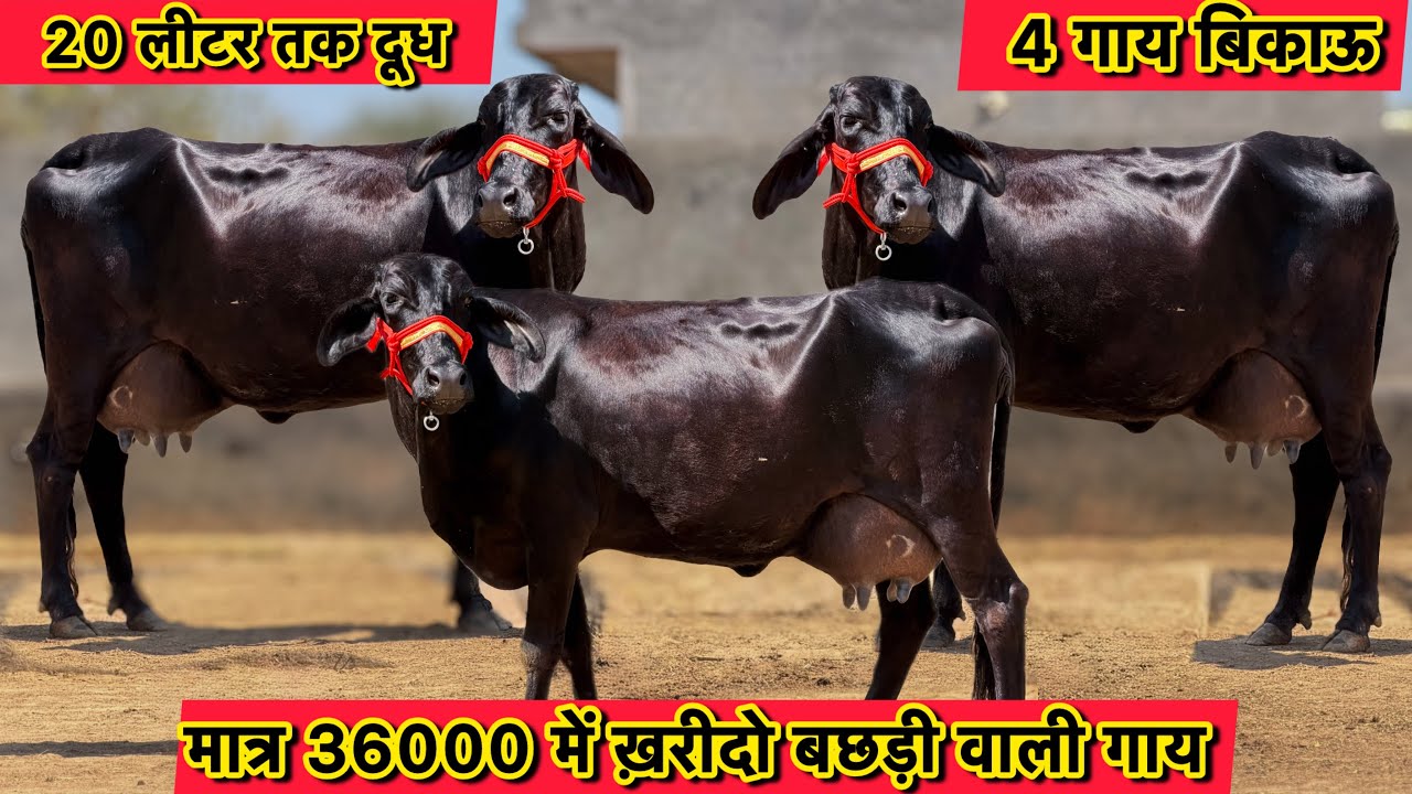 36000 में ख़रीदो बछड़ी वाली गाय👍20 लीटर तक दूध,4 गाय बिकाऊ👌Top Cross Breed Cows For Sale 