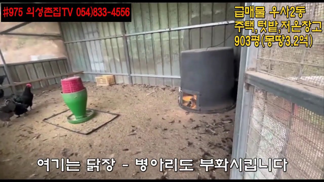 #975 의성촌집TV  우사건물 (우사2동 주택 저온창고 채소밭 닭장) 합903평 몽땅3.2억원 마을근처 산밑 조용한 남향 위치좋고 거주하면서 염소키울분! 소키울분! #의성우사매매