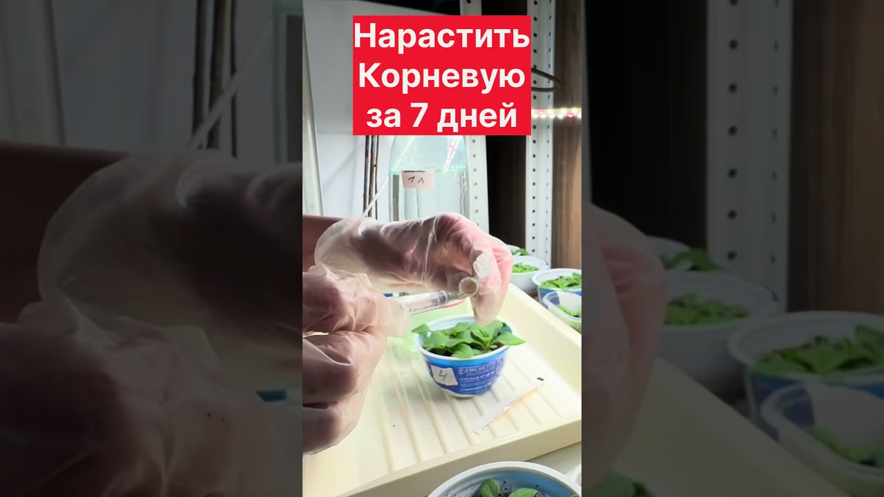 Секрет мощной корневой у петуний #петуния