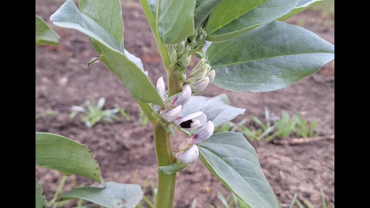 Botanikus a konyhában - 535. - lóbab (Vicia faba)