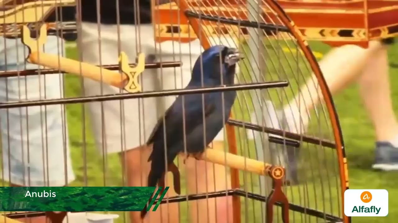 PÁSSARO DA SEMANA - ANUBIS