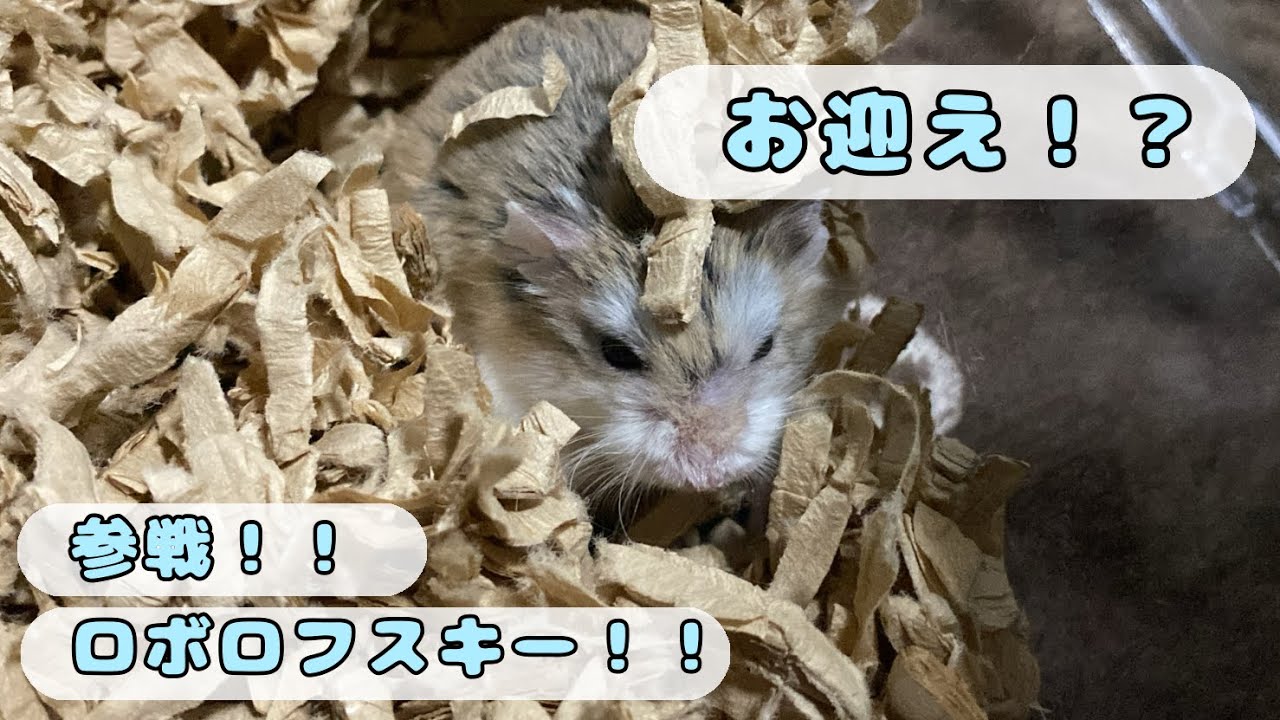 【お迎え！？】遂に参戦！？新入りは初のジャンハム以外？？【ロボロフスキーハムスター】