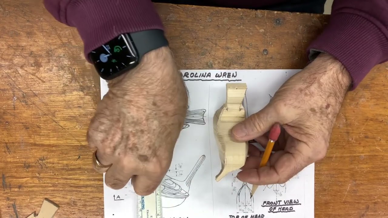 Part 3 : Shaping the Carolina wren