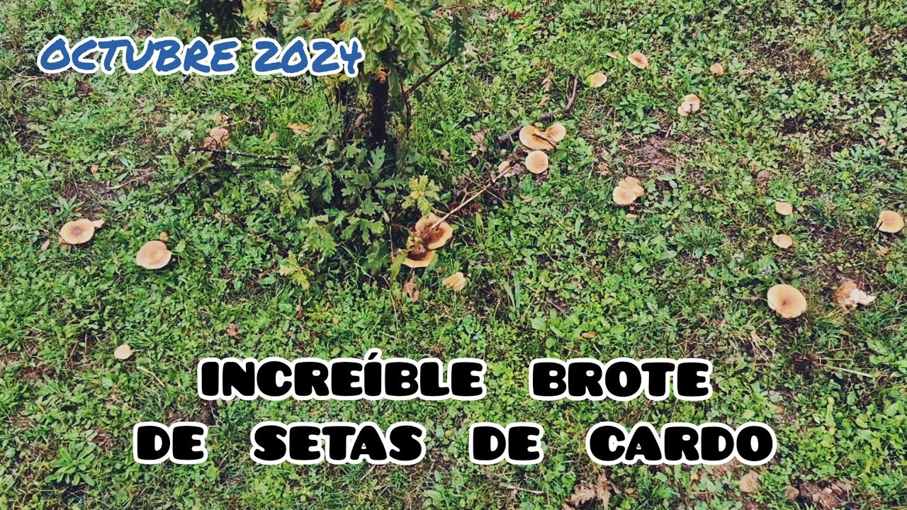 ESPECTACULAR ARRANQUE!!! SETA DE CARDO 2024 🍄☔️