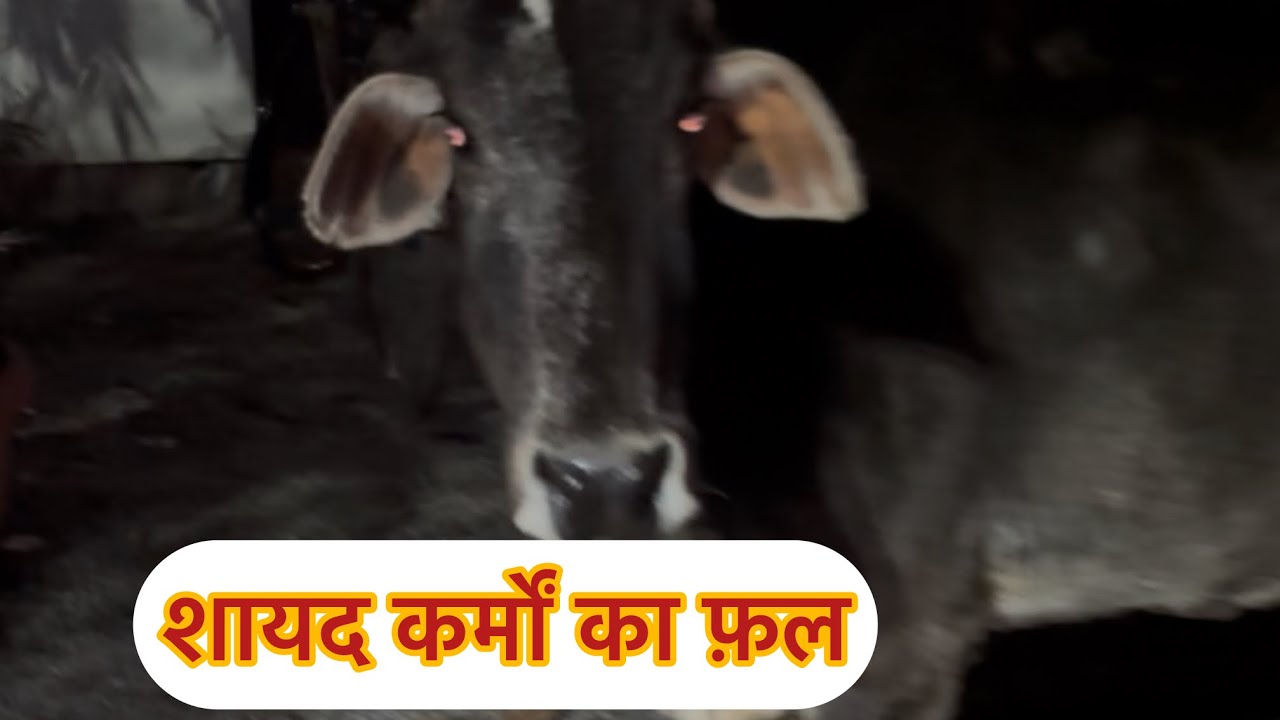 Jai Gau Mata ￼