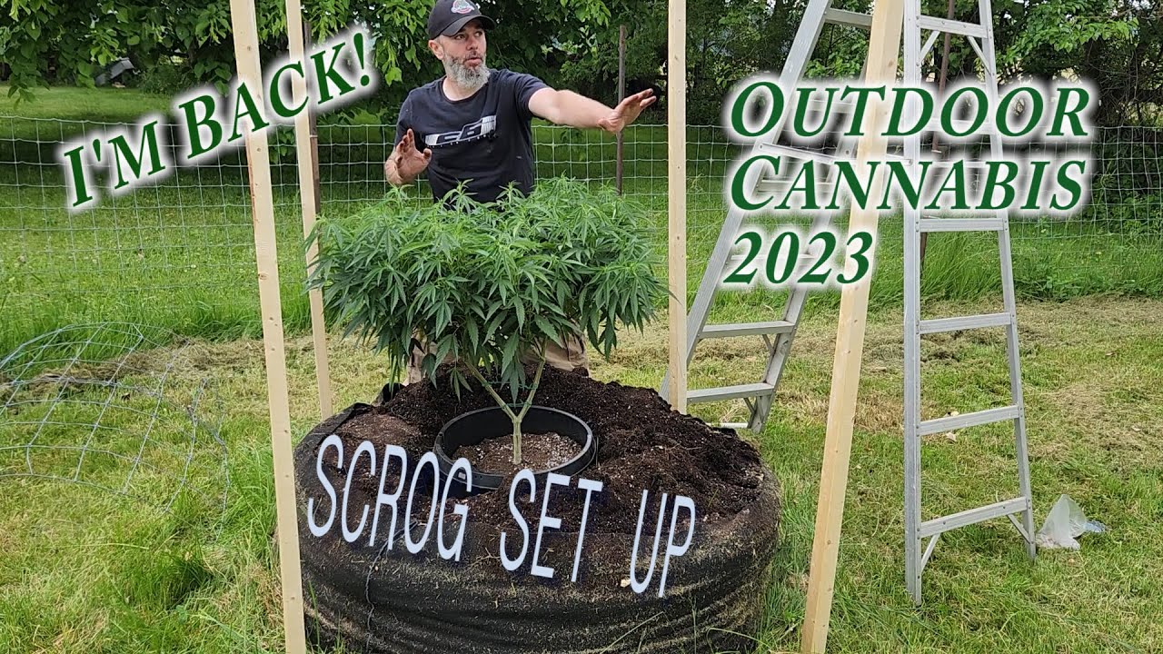 Planting BIG BUSHY Devils Lettuce!  Outdoor Cannabis Grow Ontario. SCROG set  up 2023