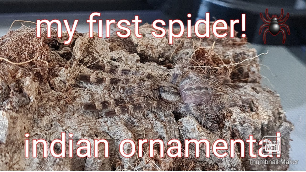 getting my first tarantula!!!