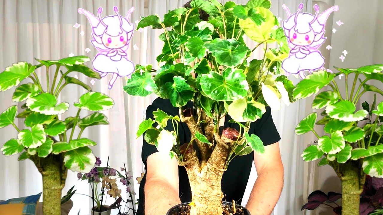 🙋POLYSCIAS VARIEGATA Y SUS CUIDADOS