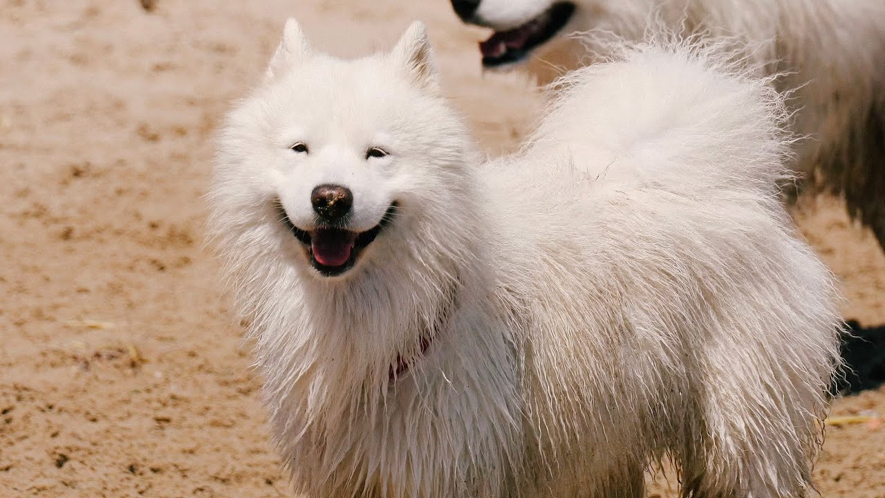 This Samoyed is always smiling #slowmodogs