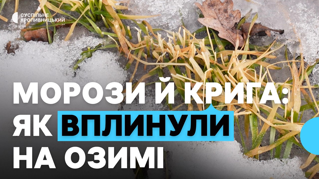 Морози й крига на полях Кіровоградщини: як вплинули на озимі та чи можна врятувати посіви