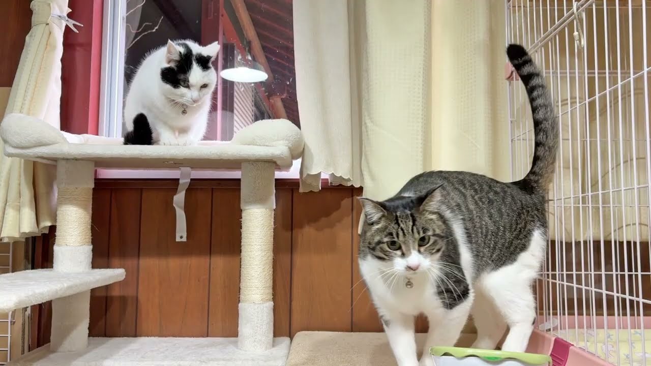 なかよし猫さんたちの朝ごはん【26年3月3日その1】
