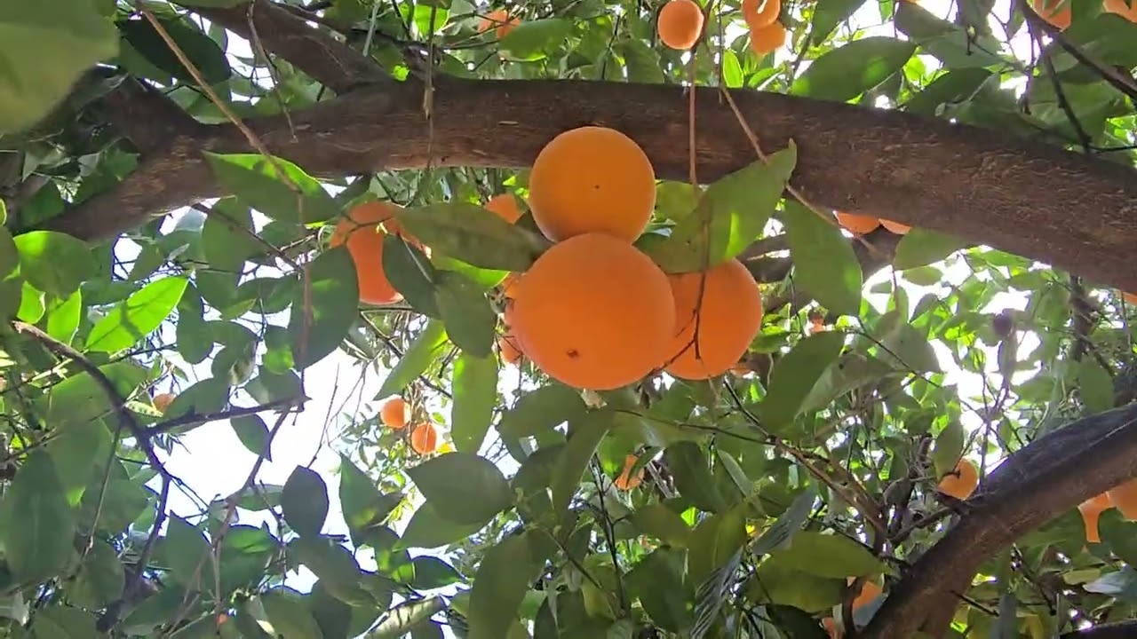 En el rancho de un amigo de mi niño 