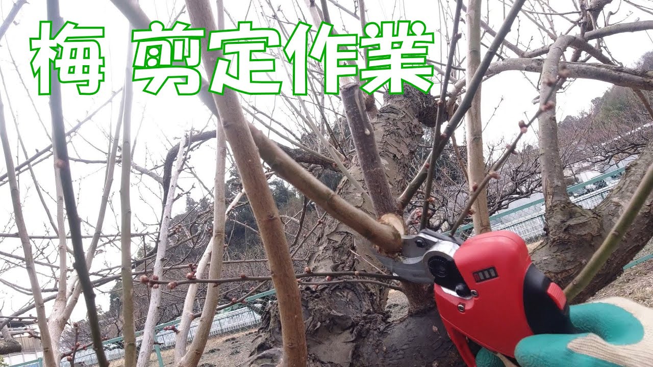 20210126 名瀬方面果樹園 梅の剪定作業