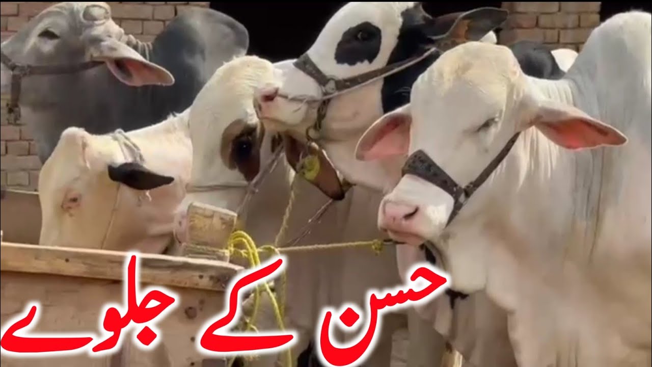 Nukre Gulabi Ablk Panda Face Cholistani Bachre Qurbani 2026 || Global Village Farming 