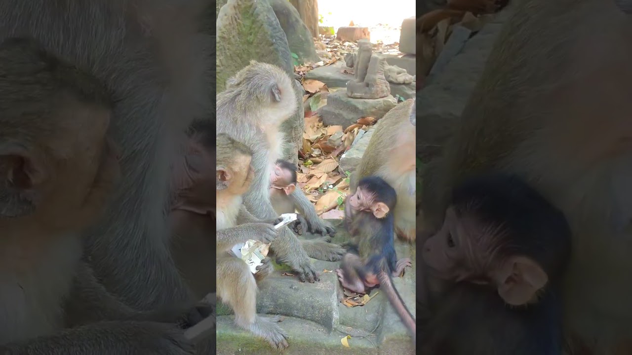 Cutest Baby Monkey First Steps, Learn To Communicate With Bro & Mama #babyanimals #monkey #cute