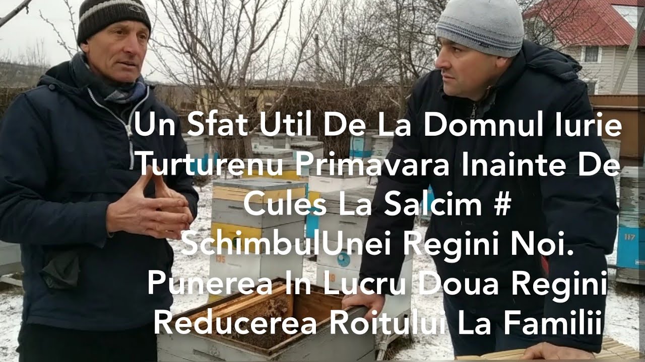 Un Sfat Util De La Domnul Iurie Turturenu Primavara Inainte De Cules La Salcim #