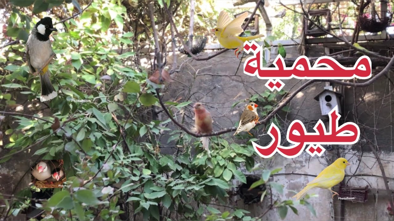 جولة صباحية داخل محمية الطيور والنباتات 🧑‍🌾والحديث عن بعض المواضيع المهمة