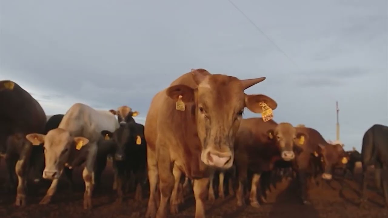 QUANTO CUSTA A ARROBA DO BOI GORDO A PASTO? ESPECIALISTA ENSINA A CALCULAR