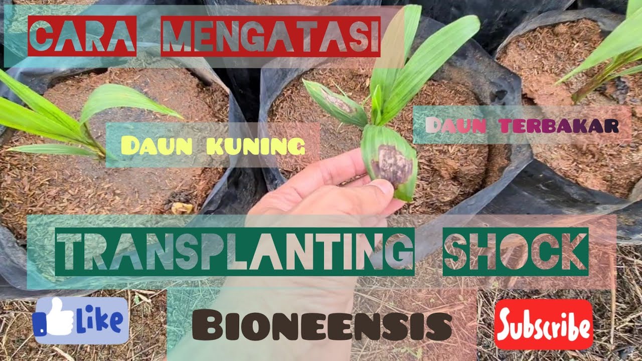 Perkembangan bibit sawit setelah diberi Bioneensis||Daun Kuning efek dari Transplanting Shock