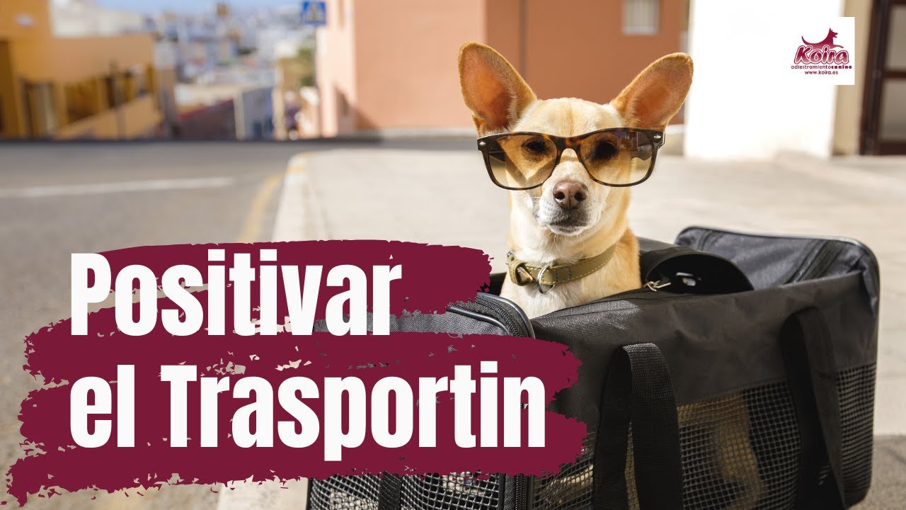 Cómo enseñar al perro a entrar en el trasportín