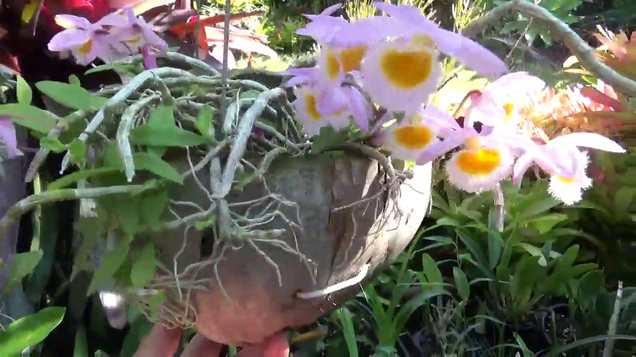 Цветение Удивительных Орхидей.. Азиатские Дендробиумы.. Как Добиться Правильных Какашек у Добби! :)