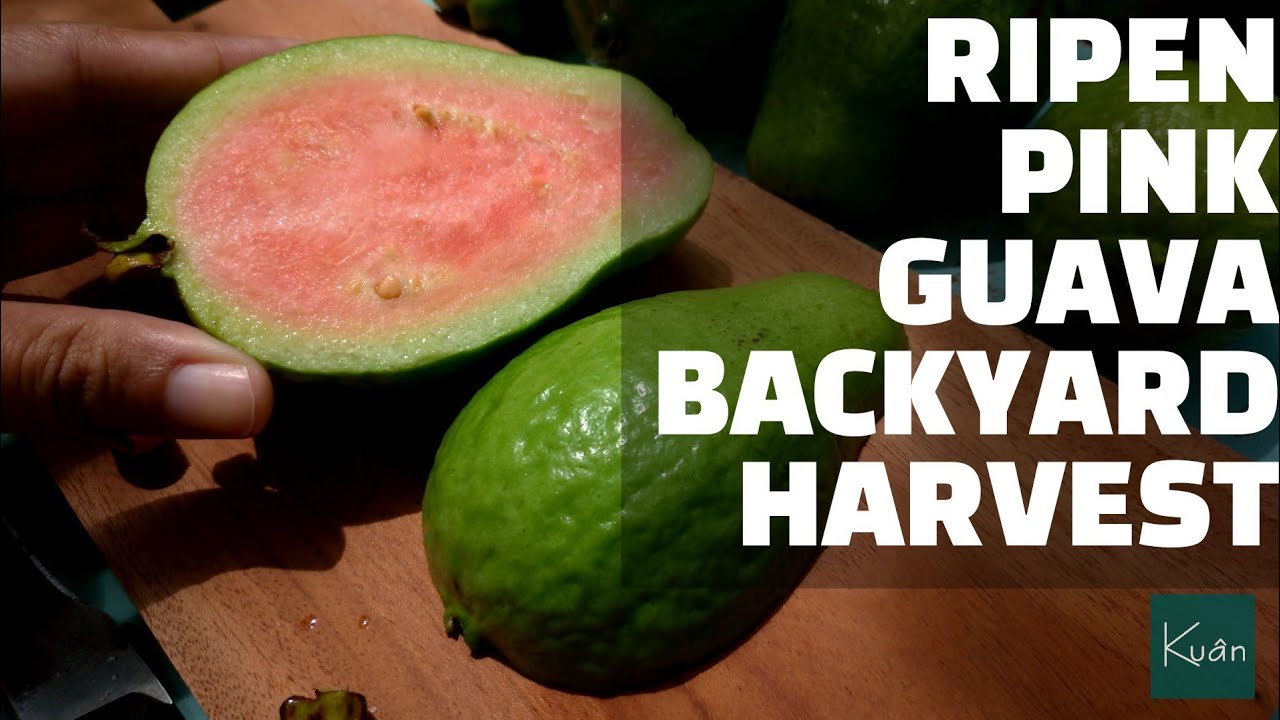 PINK GUAVA HARVESTING AND OPENING SLICING - BACKYARD GUAVA TREE PRODUCING HEALTHY FRUITS