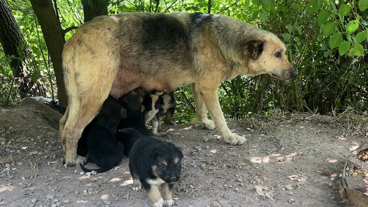 Anne Köpek Bize Güvenip Sakladığı Yavrularını Yanımıza Kadar Getirdi