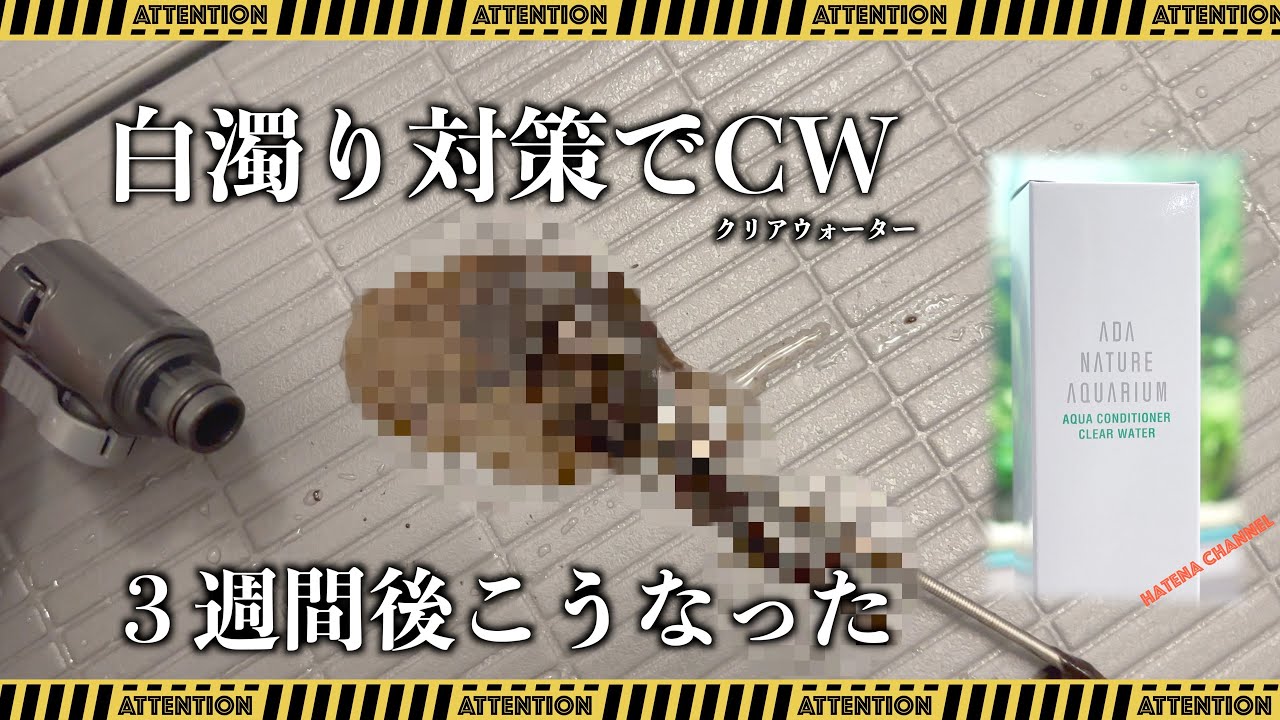 【閲覧注意】エビが…白濁り対策でADAクリアウォーター投入したら３週間後にとんでもないことになってしまった。