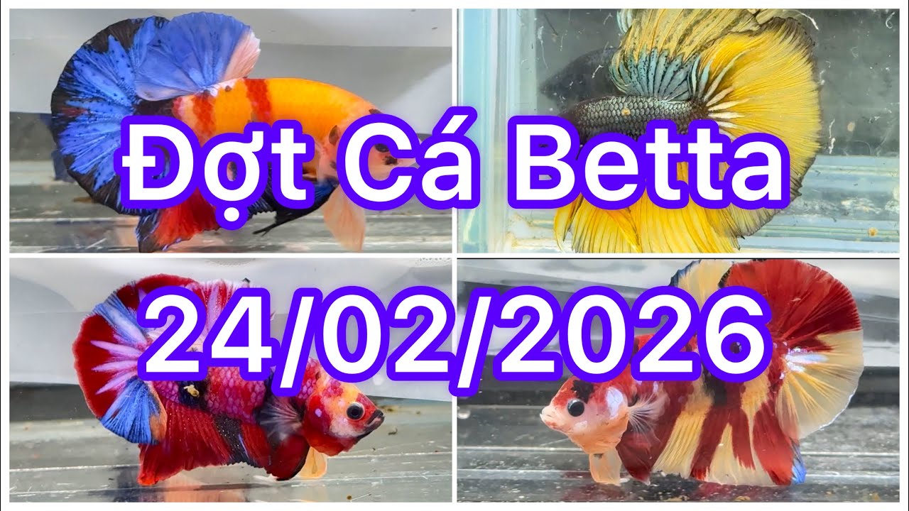Đợt Cá Betta 24/02🍀🌈Betta Nemo | Betta Multicolour | Betta GLX | Betta Metalic | Halfmoon |Bình dân