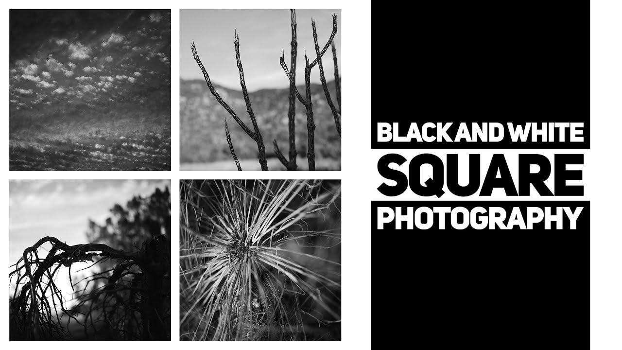 Square Format B&W Digital Photography