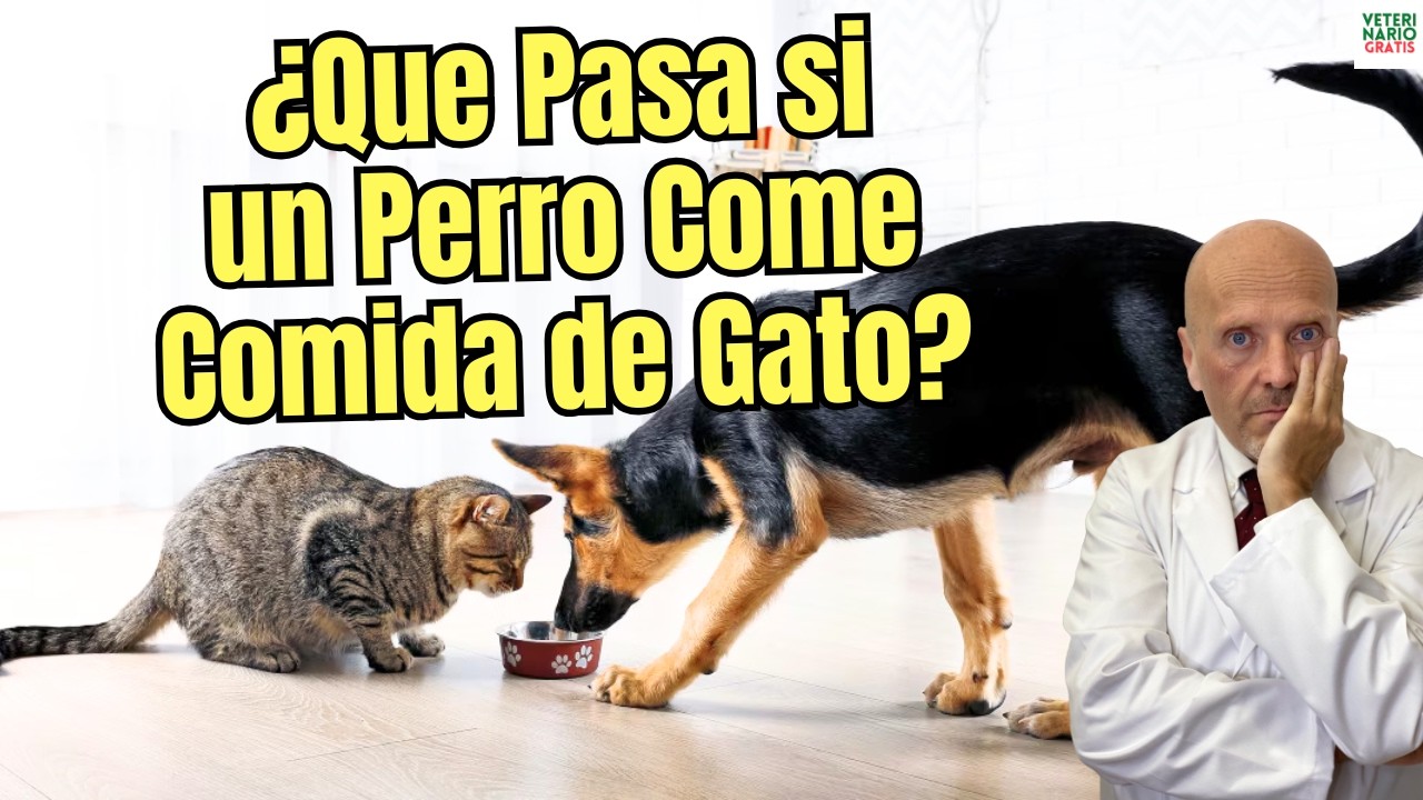🐶🚨 ¿QUE PASA SI UN PERRO COME COMIDA DE GATO? 🐶🚨