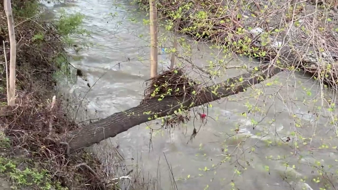 SOQUEL CREEK TODAY 3- 17- 2023