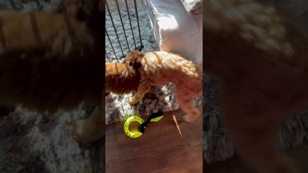 Our babies when they were babies playing catch and enjoying Patti LaBelle! #cute #dog #puppy 