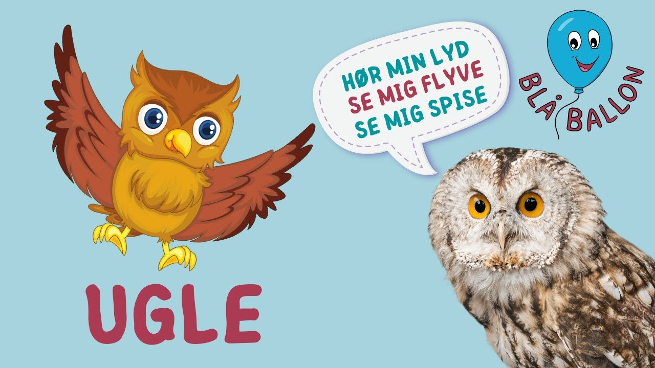 🦉Ugle🦉Uglens lyd. Sjov video for børn. Hør ugler tude, se uglers skarpe kløer og en skør ugledans