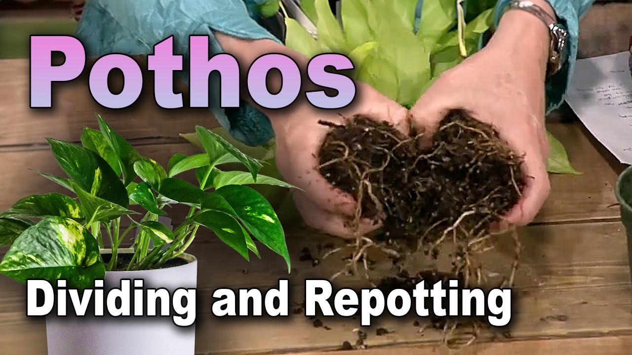 Dividing and Repotting Pothos