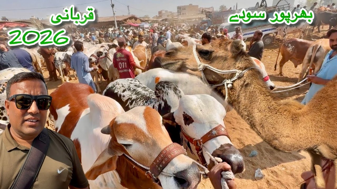 Karachi Cow Mandi Malir Latest Rates Update 24 Feb 2026 || Qurbani Season 2026 
