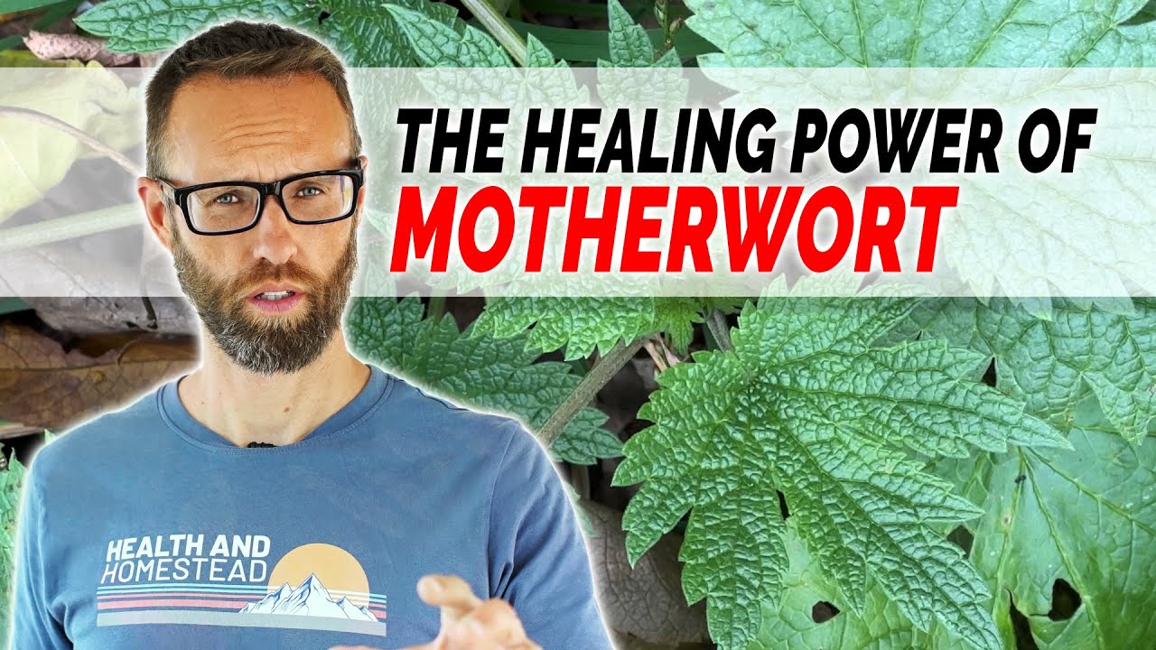 Motherwort's Impact on Mental and Physical Health