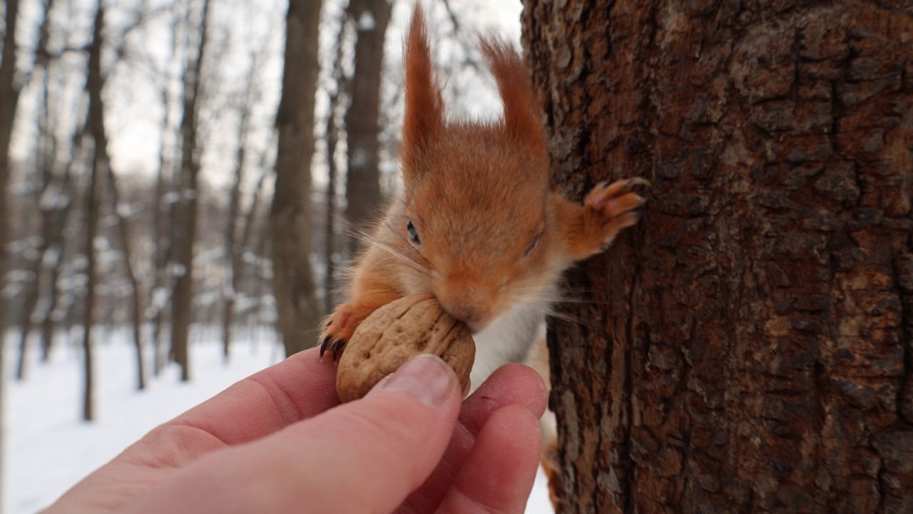 Белка с глазиком. Зарисовка / Squirrel with an eye. The sketch