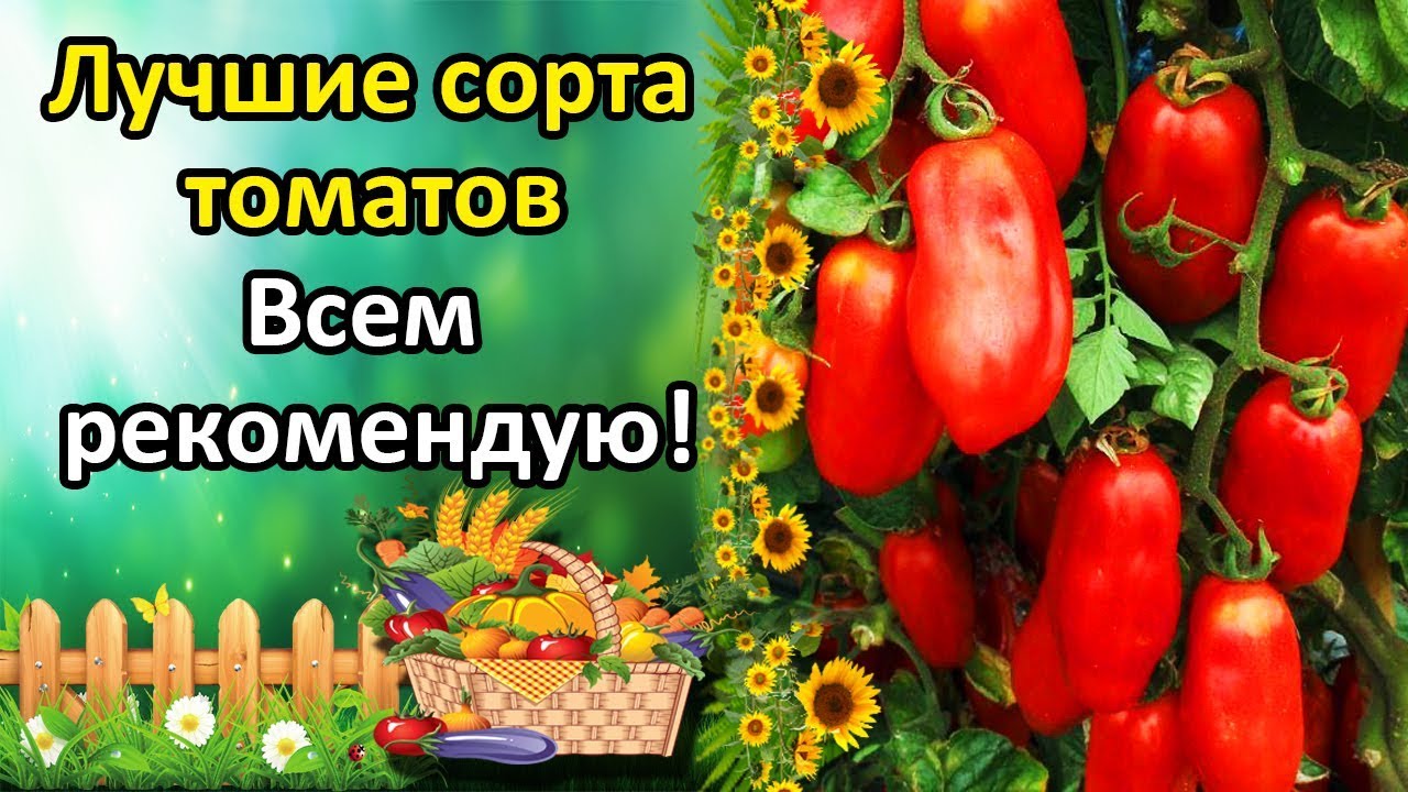 ЛУЧШИЕ СОРТА ТОМАТОВ ОТ КОТОРЫХ НЕ ОТКАЖУСЬ И ВСЕМ РЕКОМЕНДУЮ! ОБЗОР УРОЖАЙНЫХ СОРТОВ.