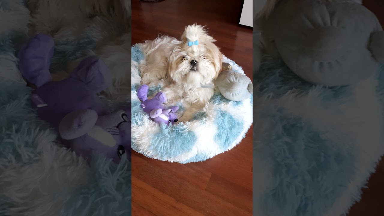 je joue avec mon lapin