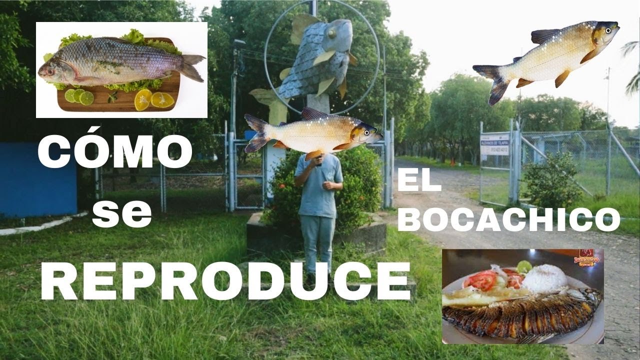 Reproducción en cautiverio del Prochilodus magdalenae (BOCACHICO)